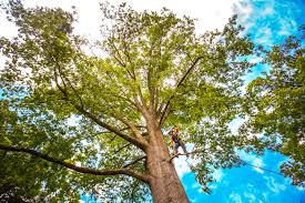 Best Tree Disease Treatment  in The Crossings, FL