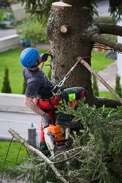 Best Arborist Consultation Services  in The Crossings, FL