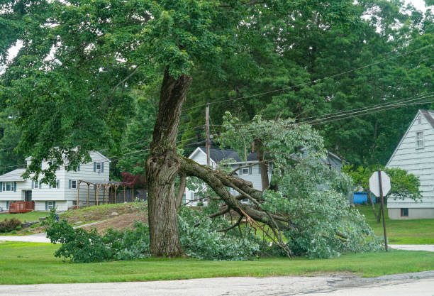 Best Utility Line Clearance  in The Crossings, FL