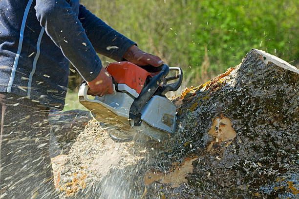 The Crossings, FL  Tree Services Company